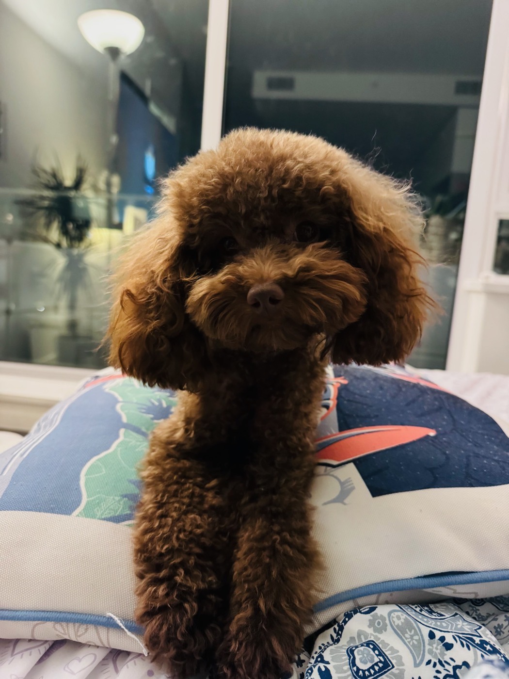A calm, well-cared-for dog resting at home